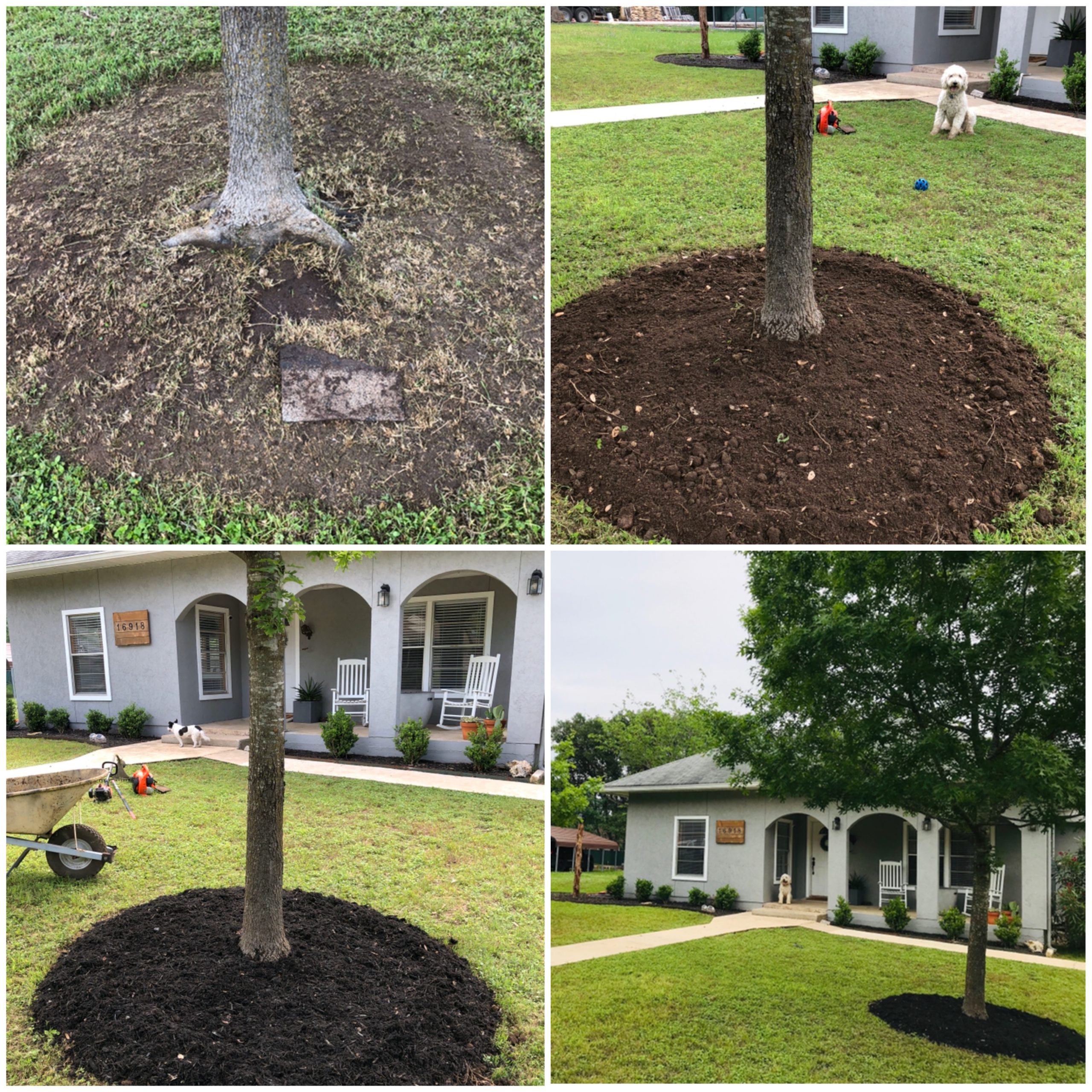 Tree planting and establishment service - Uhl Arbor Care San Antonio Texas Hill Country