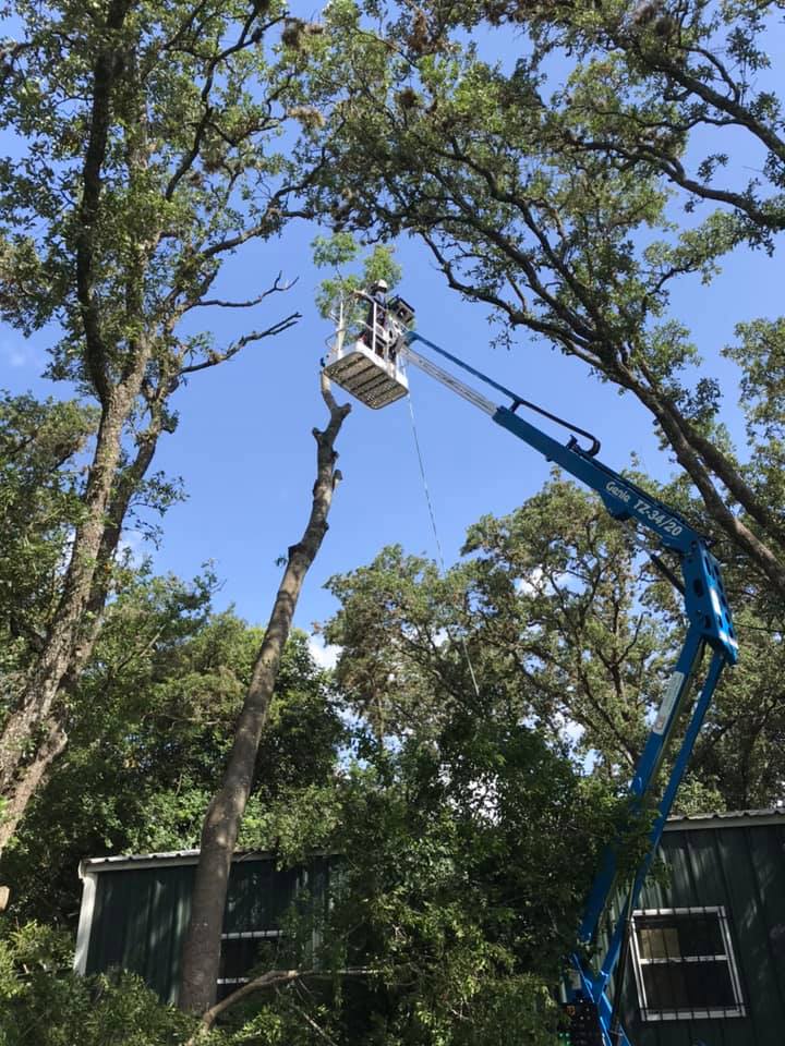 trimming
