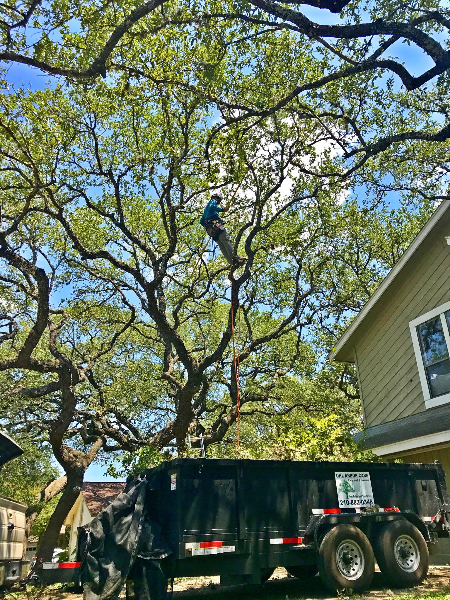 Professional tree pruning service on residential property - Uhl Arbor Care San Antonio TX