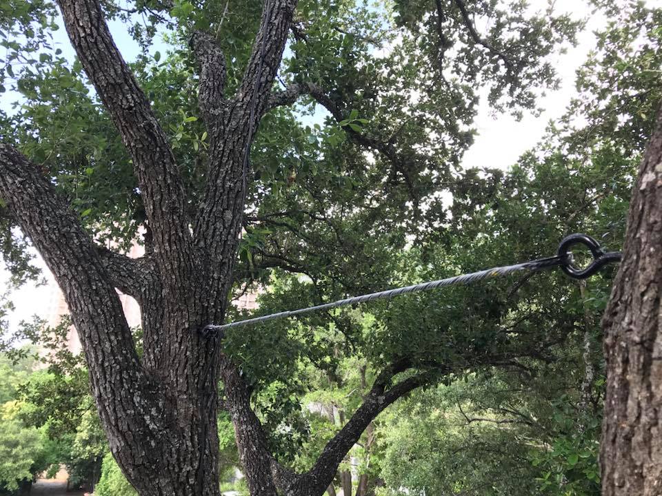 Cable and bracing support system installed on mature oak tree - Uhl Arbor Care San Antonio TX