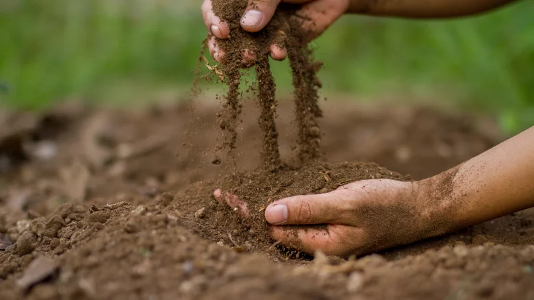 Soil conditioning treatment to promote root growth on established tree - Uhl Arbor Care San Antonio TX