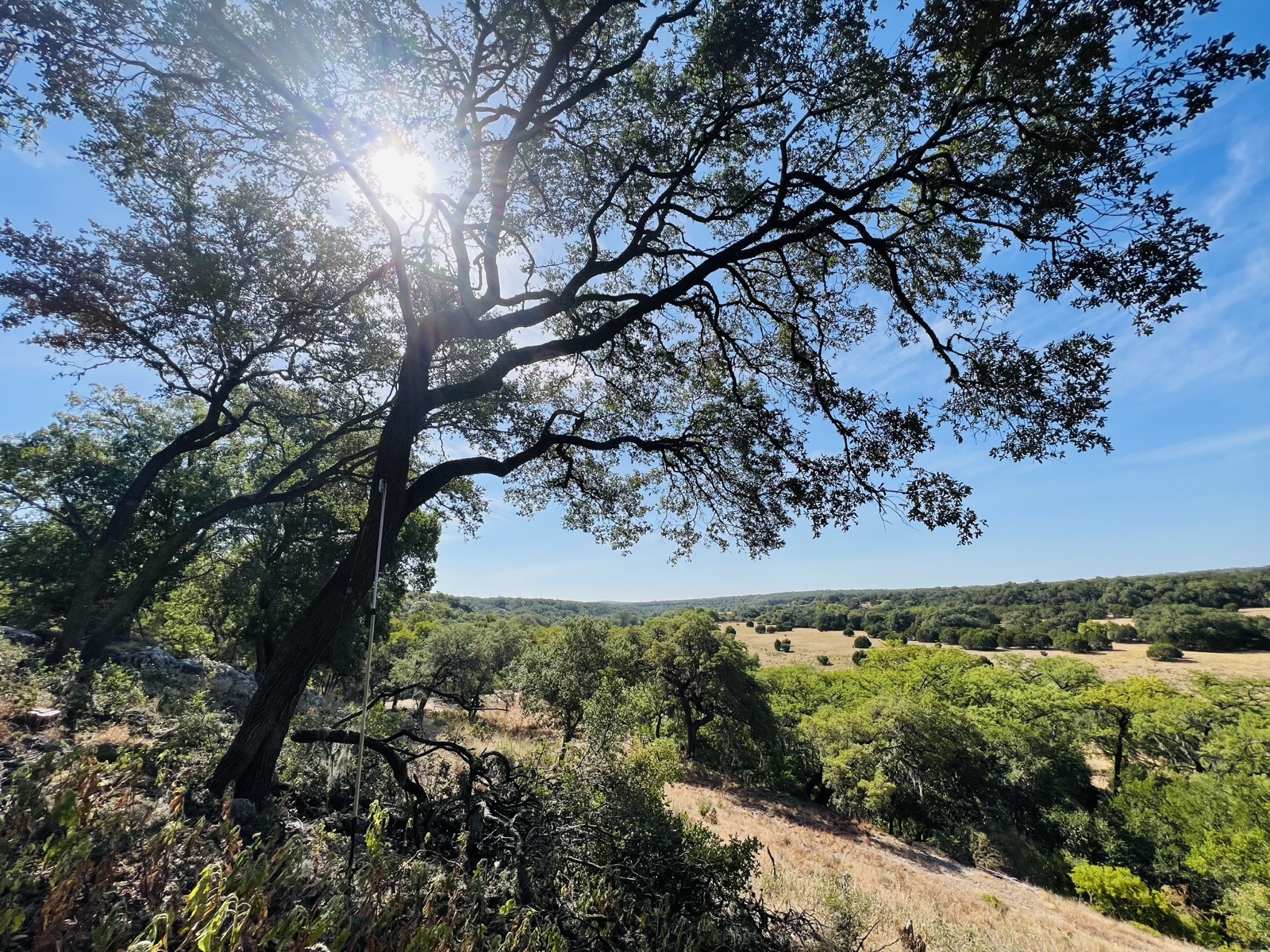 Opening up the river view — Boerne · Guadalupe River