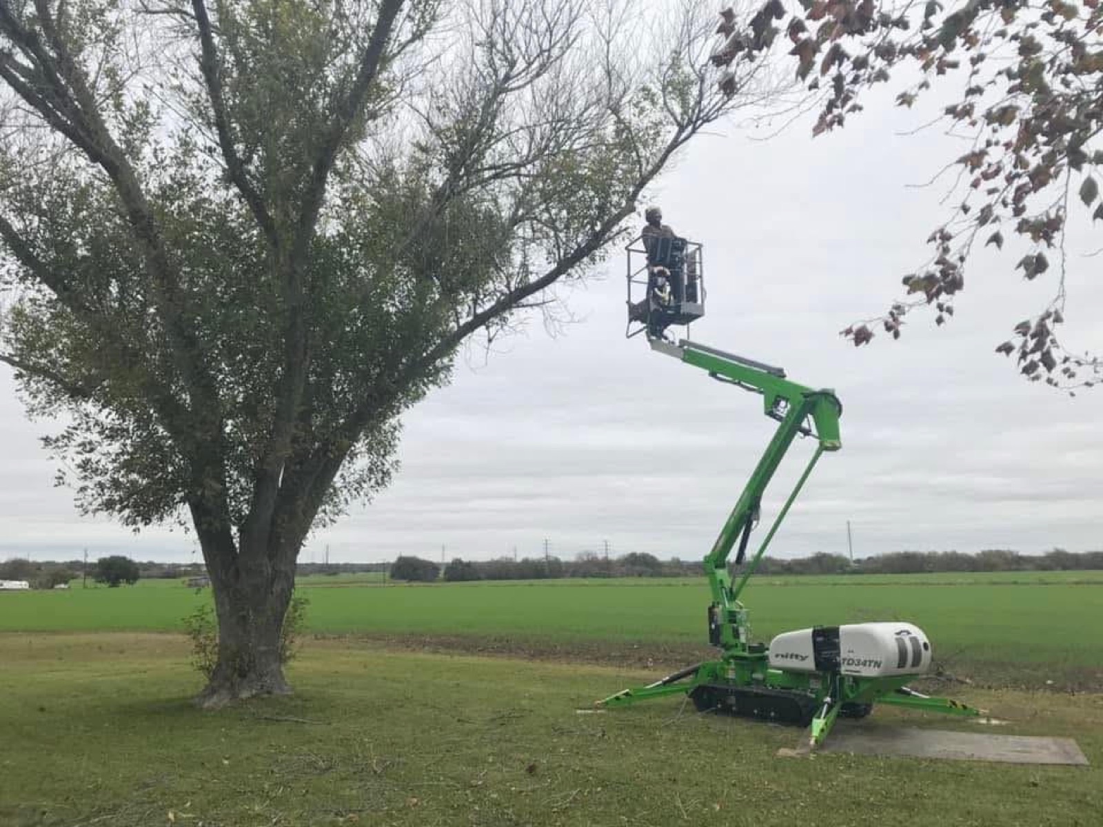 Deadwood removal — Castroville