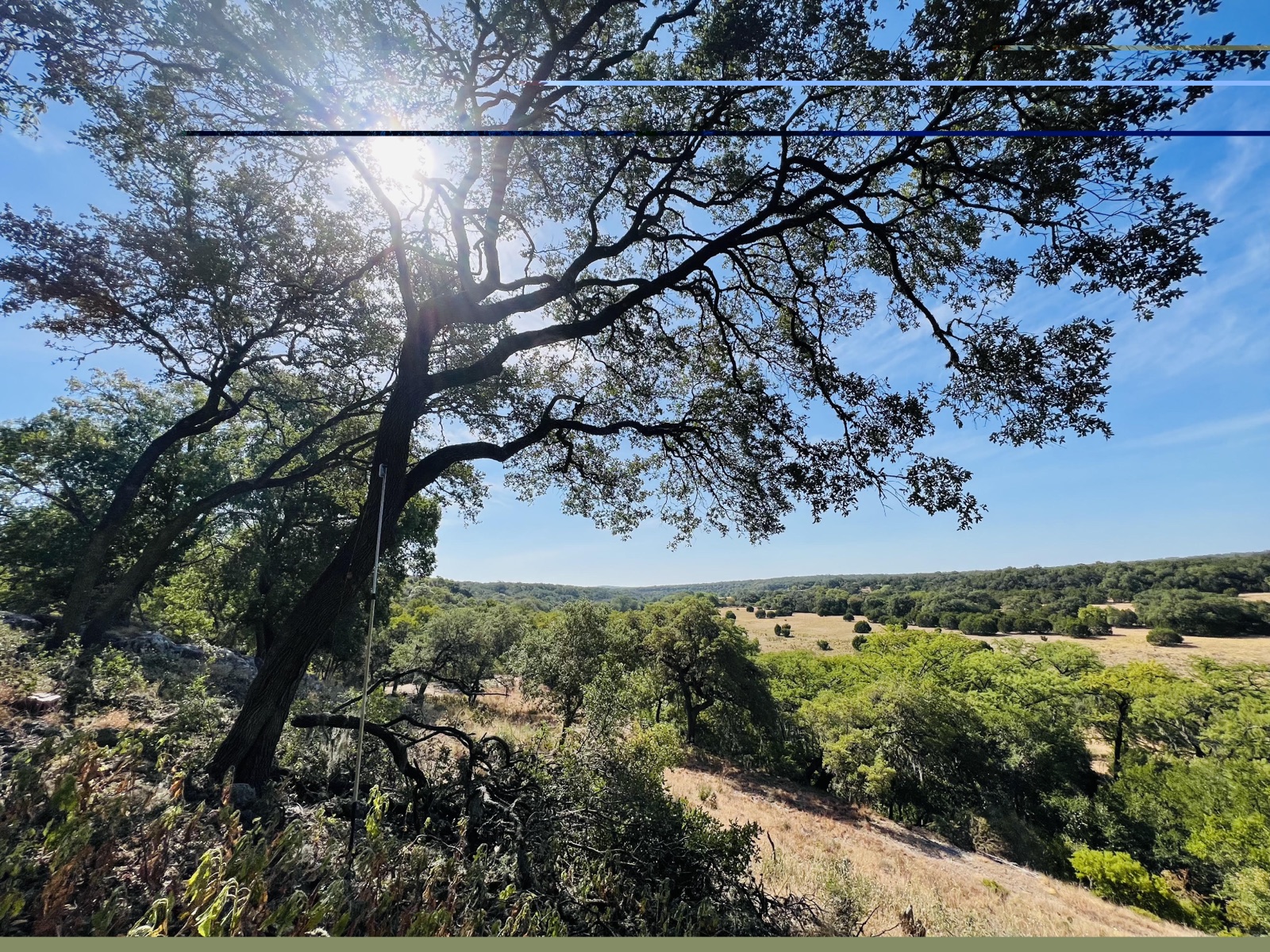 Opening up the river view — Boerne · Guadalupe River