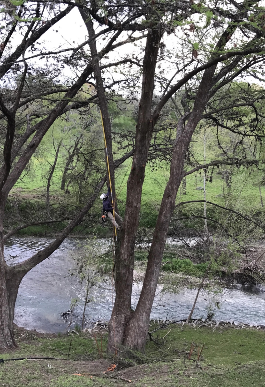 Caring for riverside cypress — Medina River
